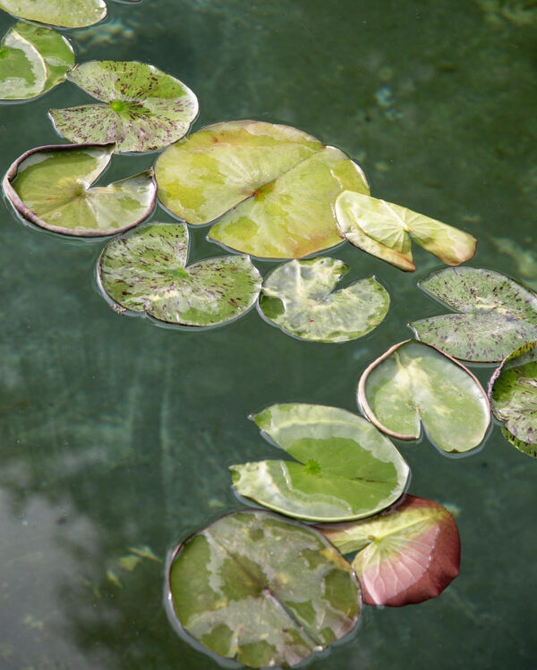 FUTURA PROJECT__image_3