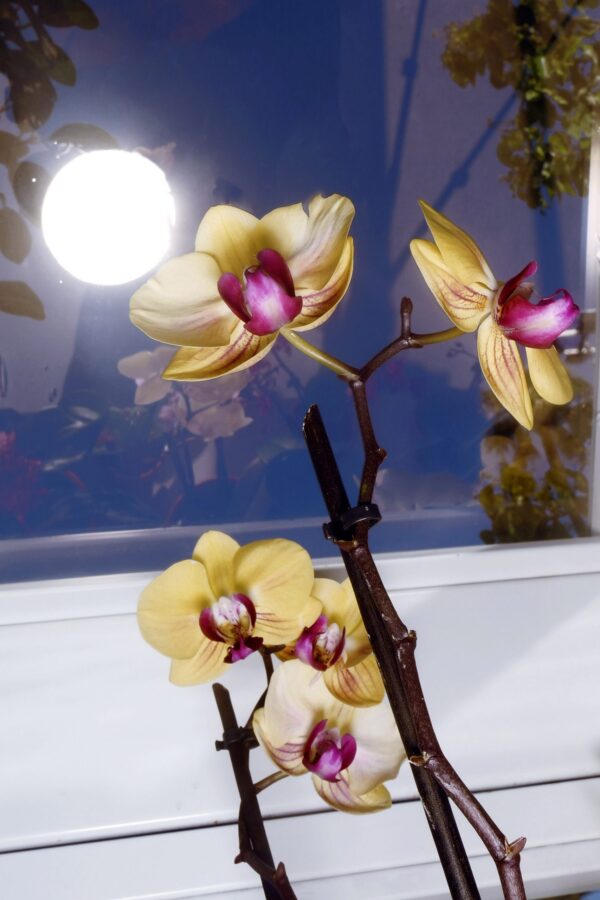 FUTURA PROJECT__image_24