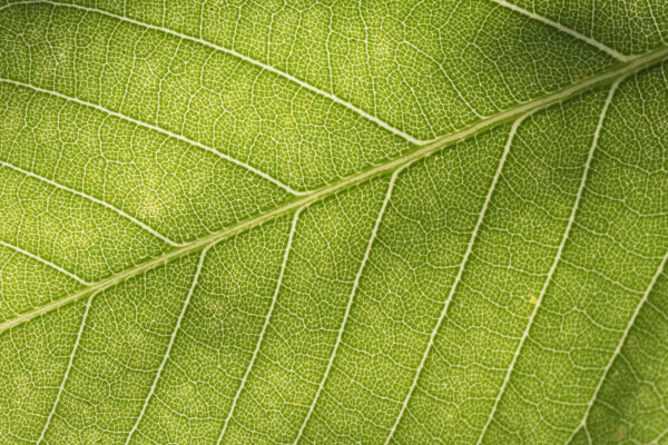 FUTURA PROJECT__image_23